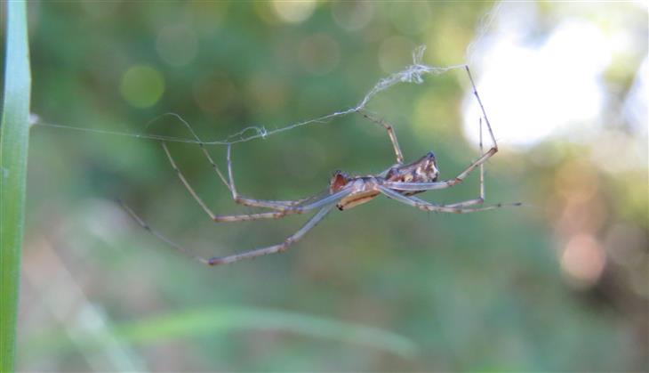 Linyphia triangularis - Castro Laboreiro, Portugal